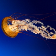 Jellyfish 1