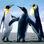 Penguins 1